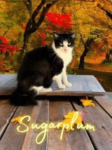 Sugar Plum thumbnail 2