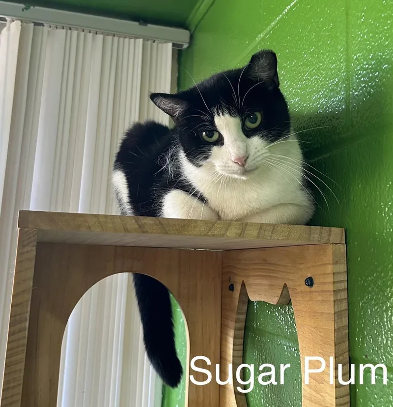 Sugar Plum thumbnail 3