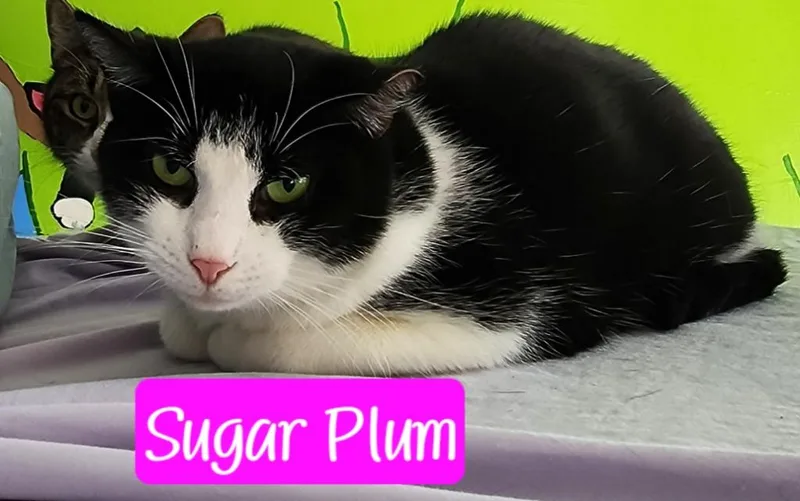 Sugar Plum thumbnail 4