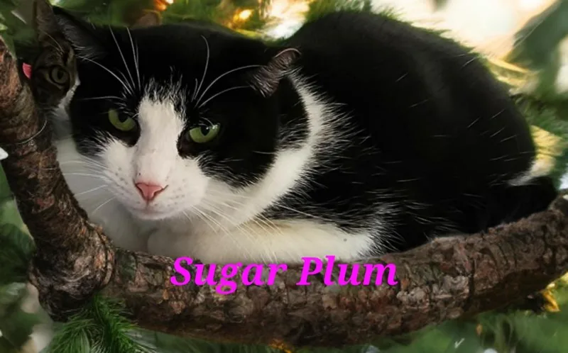 Sugar Plum thumbnail 5