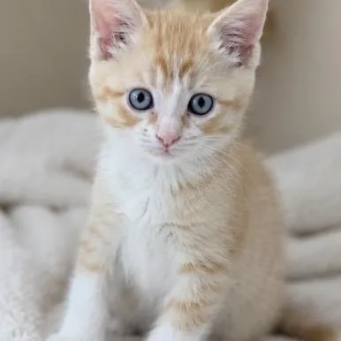 A young small-sized male Orange / Red Domestic Short Hair cat named Patch for adoption in Commerce City, CO