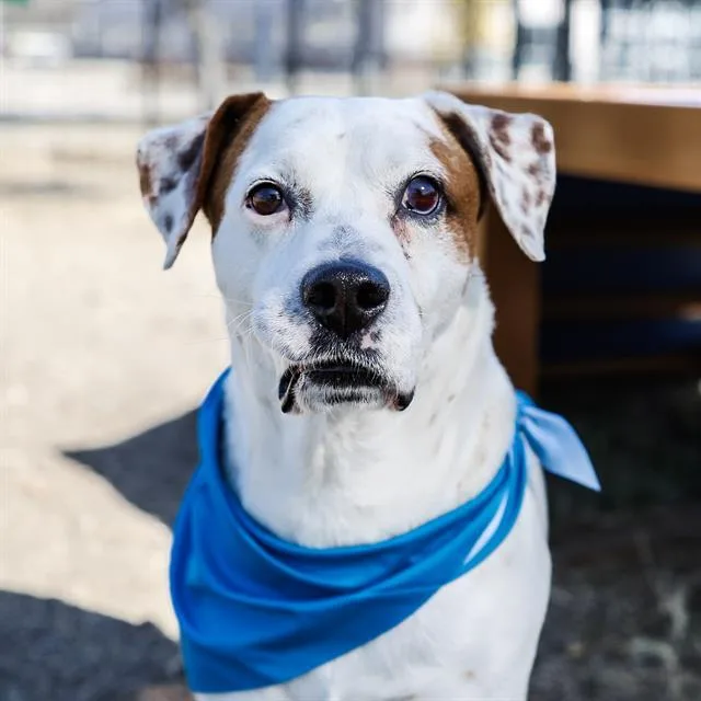 A young medium-sized male American Staffordshire Terrier dog named Lloyd for adoption in San Antonio, TX