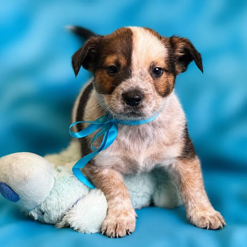 A baby small-sized male Brown / Chocolate Corgi dog named Clover for adoption in Boerne, TX