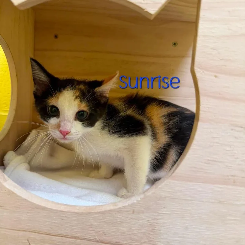 A baby small-sized female Calico Domestic Short Hair cat named Sunrise for adoption in Parkersburg, WV
