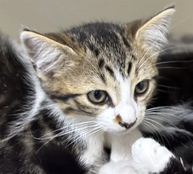 A baby medium-sized male Domestic Long Hair cat named Chucho for adoption in Boston, MA