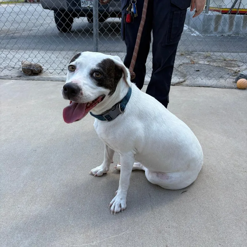An adult medium-sized female Hound dog named Roo V for adoption in Little Rock, AR