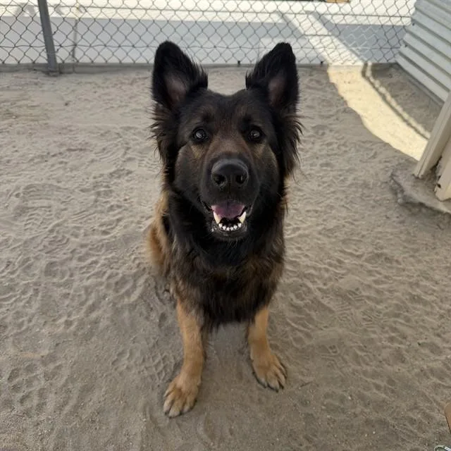 An adult large-sized female German Shepherd Dog dog named Jenna for adoption in Thousand Palms, CA