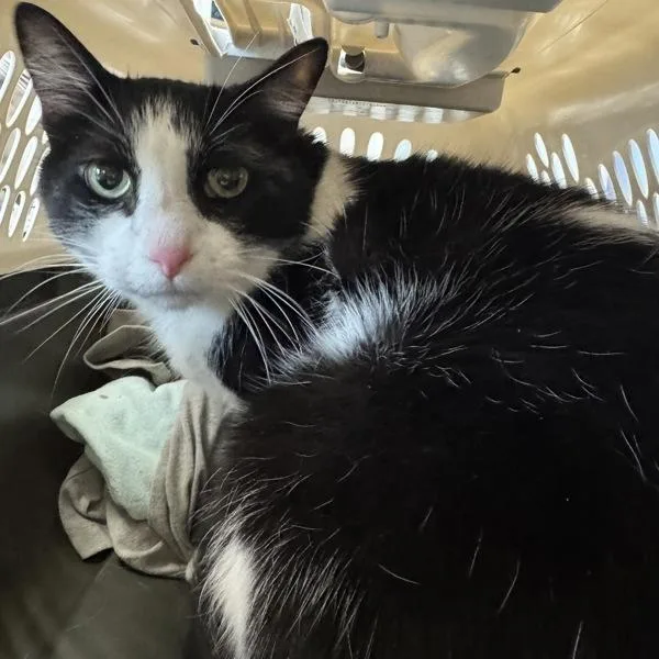 Ace Bonded Buddy