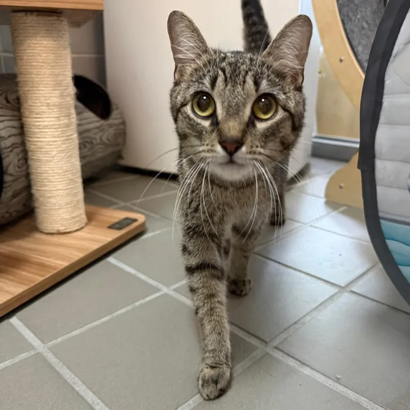 An adult medium-sized female Black Domestic Short Hair cat named Penelope for adoption in Westhampton, NY
