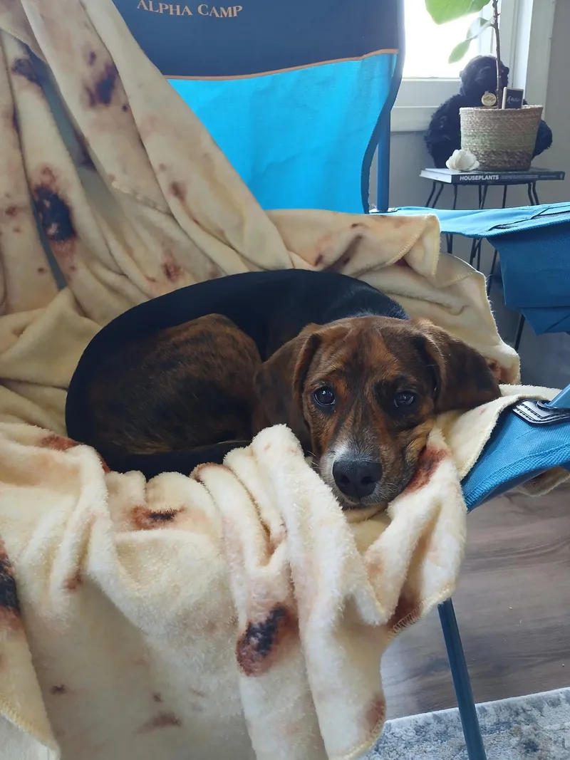 A baby small-sized male Black Beagle dog named Chase for adoption in Kirksville, MO