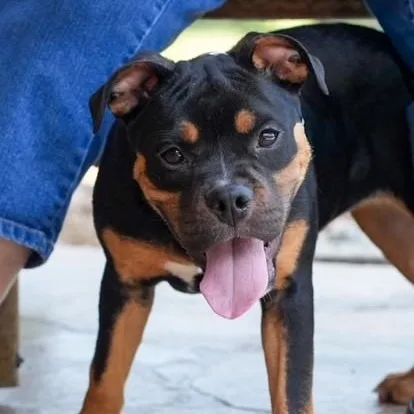 A baby medium-sized female Tricolor (Brown, Black, & White) Terrier dog named Kinleigh for adoption in Williston, VT