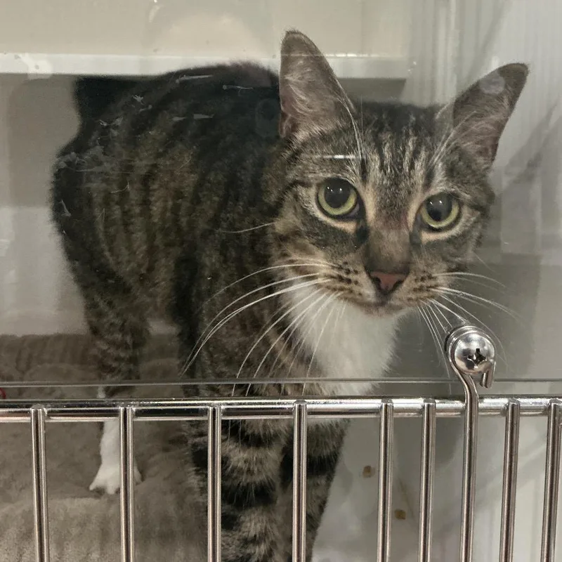 A senior large-sized male Gray / Blue / Silver Domestic Short Hair cat named Tucker for adoption in Elizabeth City, NC