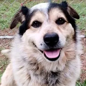 An adult medium-sized male Corgi dog named Martin for adoption in Chelmsford, MA