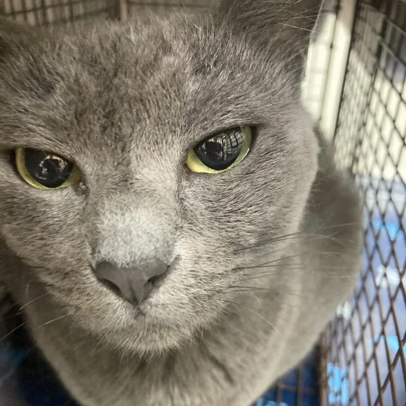 A young medium-sized female Gray / Blue / Silver Domestic Short Hair cat named Jelly for adoption in Galveston, TX
