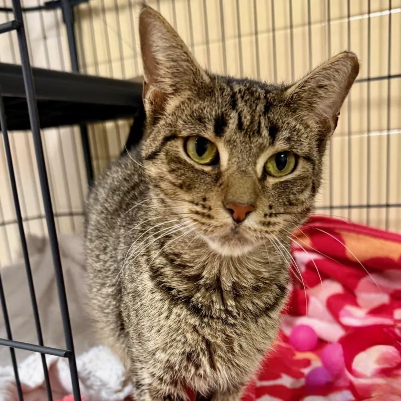 An adult medium-sized female Brown / Chocolate Domestic Short Hair cat named Kimchi for adoption in East Hampton, NY