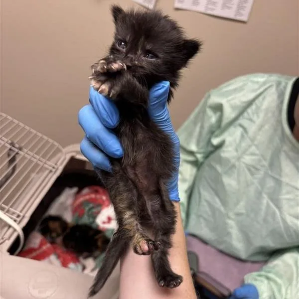 A baby small-sized female Domestic Short Hair cat named Ravinia for adoption in Tempe, AZ
