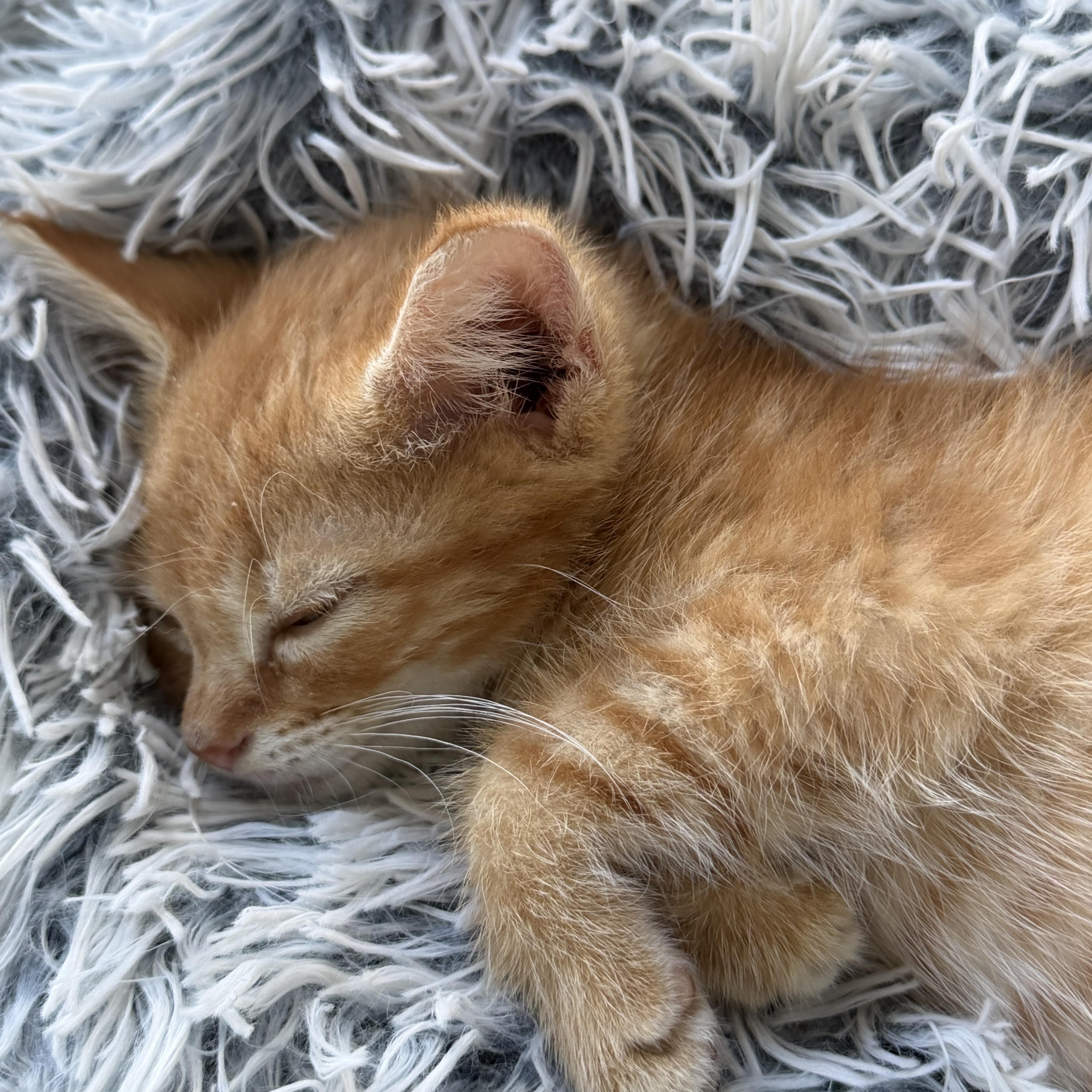 A baby medium-sized male Tabby (Orange / Red) Domestic Short Hair cat named Lionel for adoption in Johnson City, TN