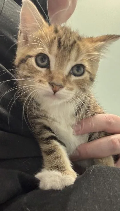 A baby small-sized female Domestic Short Hair cat named Lillian for adoption in Fishers, IN