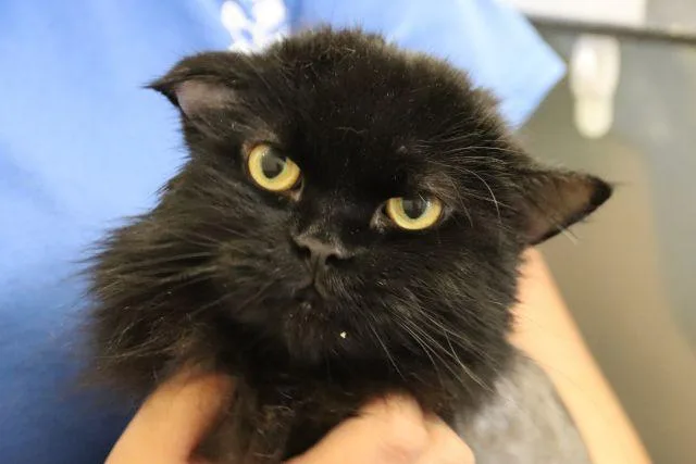A young small-sized male Domestic Short Hair cat named Magneto for adoption in Tucson, AZ