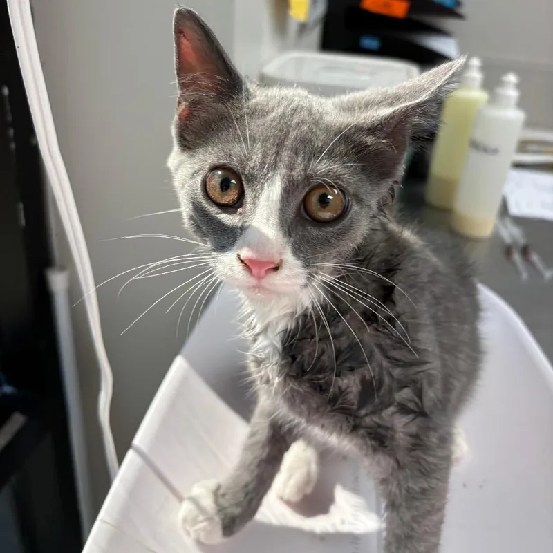A baby small-sized male Gray / Blue / Silver Domestic Short Hair cat named Gunter for adoption in Columbiana, AL