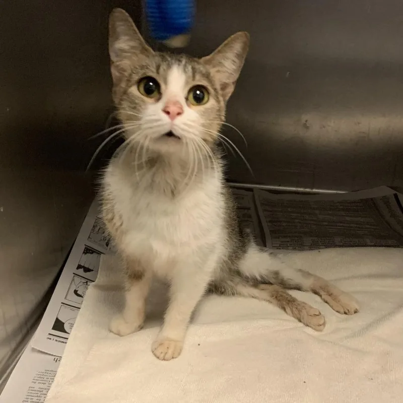 A young medium-sized female Domestic Short Hair cat named Cheesestick for adoption in San Antonio, TX