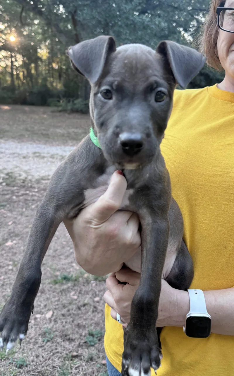 A baby medium-sized male Labrador Retriever dog named Moss for adoption in Manchester, CT