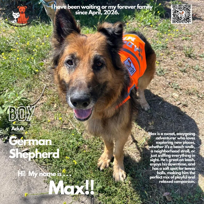 A senior large-sized male Black German Shepherd Dog dog named Max for adoption in Westminster, CA