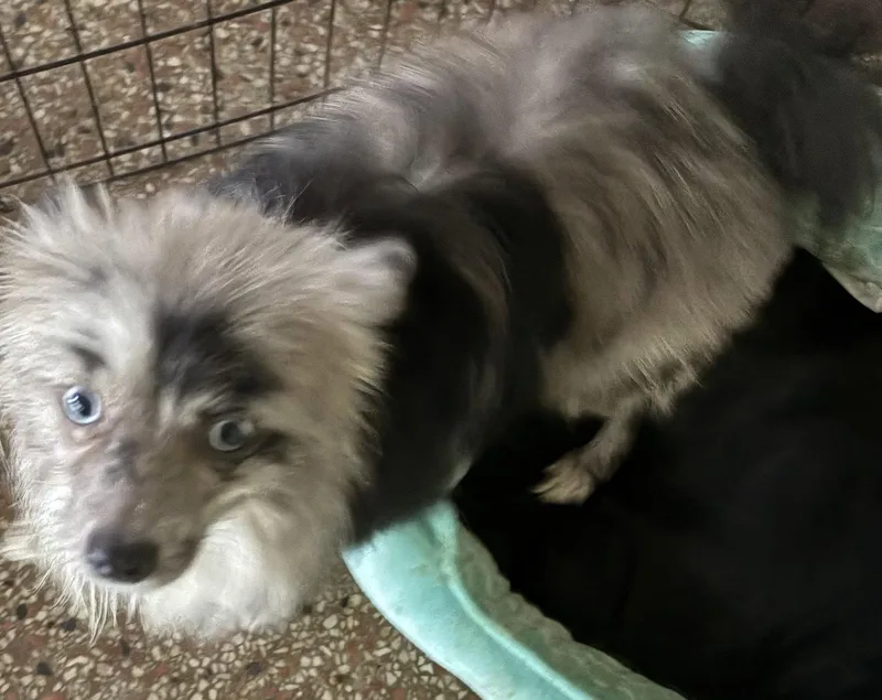 An adult medium-sized male Pomeranian dog named Earl FH for adoption in Sanford, FL