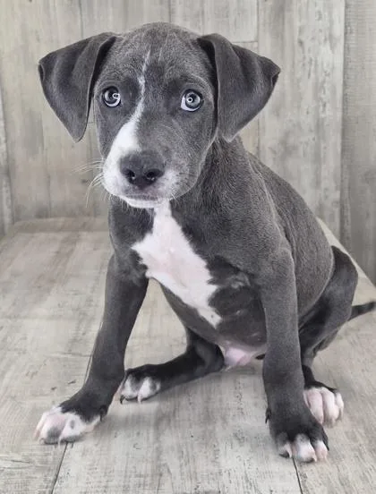 An adult small-sized male Terrier dog named Slinky for adoption in Shreveport, LA