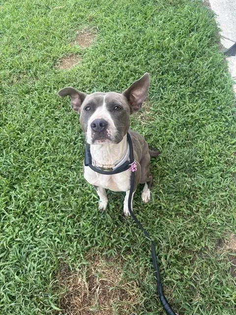 A young medium-sized female Pit Bull Terrier dog named Scar for adoption in Upper Marlboro, MD