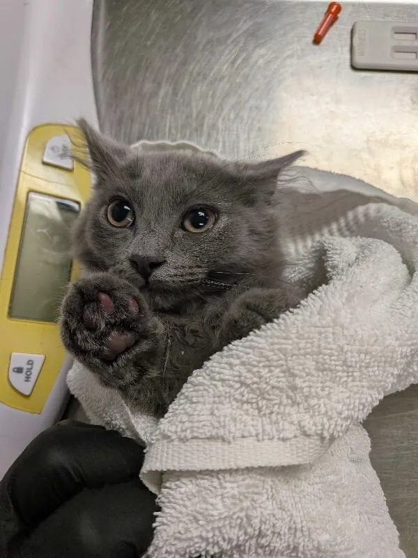A young small-sized female Gray / Blue / Silver Domestic Long Hair cat named Sophie for adoption in Cincinnati, OH