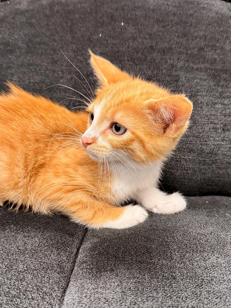 A baby medium-sized female Domestic Short Hair cat named Heather Purr for adoption in Midland, MI