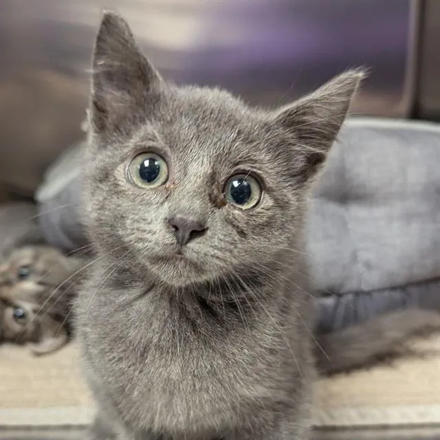 A baby small-sized male Domestic Short Hair cat named Mouse for adoption in Olivette, MO