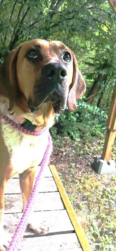 An adult large-sized male Red / Chestnut / Orange Bloodhound dog named Mr. Smith for adoption in Pegram, TN