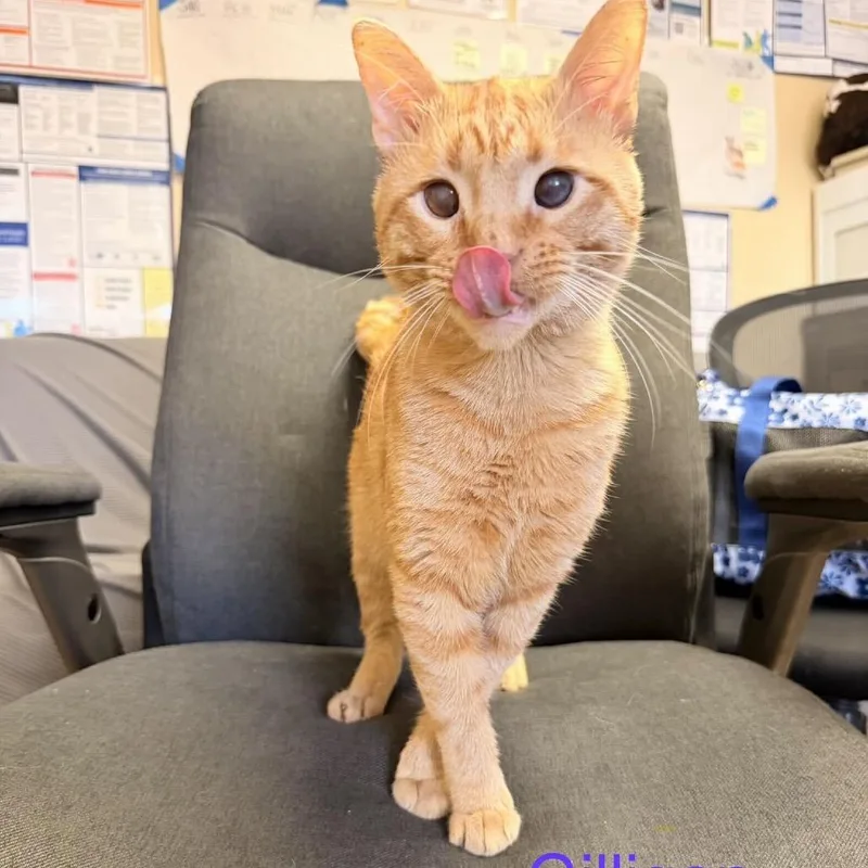 An adult medium-sized male Orange / Red Domestic Short Hair cat named Gilligan for adoption in Buffalo, MN