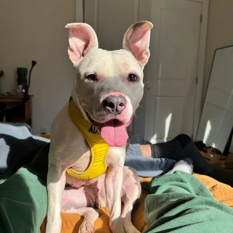 An adult medium-sized female Gray / Blue / Silver Mixed Breed dog named Gemma for adoption in Medford, NJ