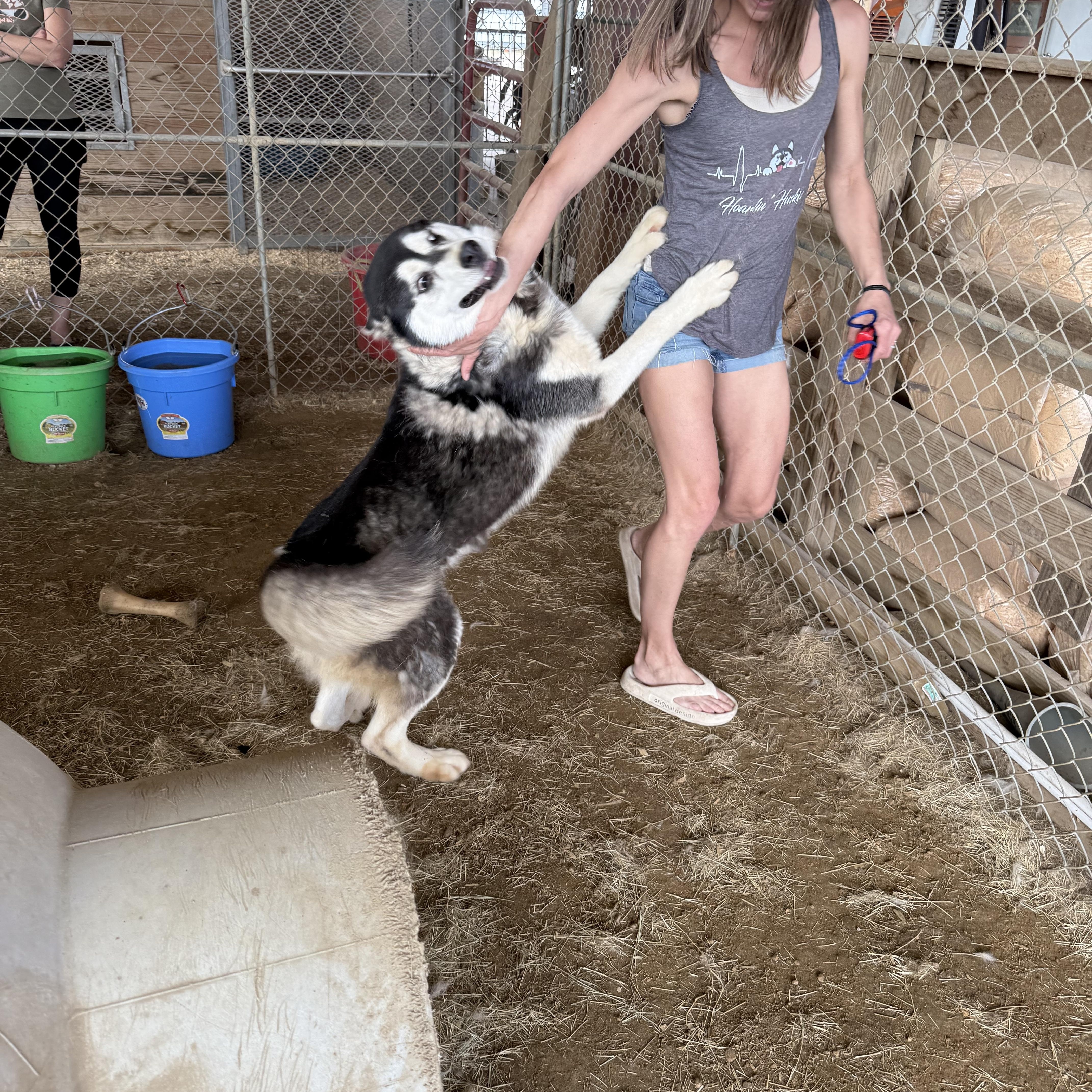 An adult medium-sized male Siberian Husky dog named Togo for adoption in Sumter, SC