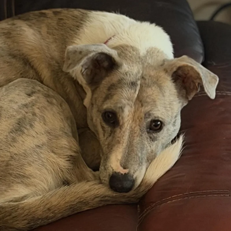 A young medium-sized female Catahoula Leopard Dog dog named Delilah for adoption in Liverpool, TX
