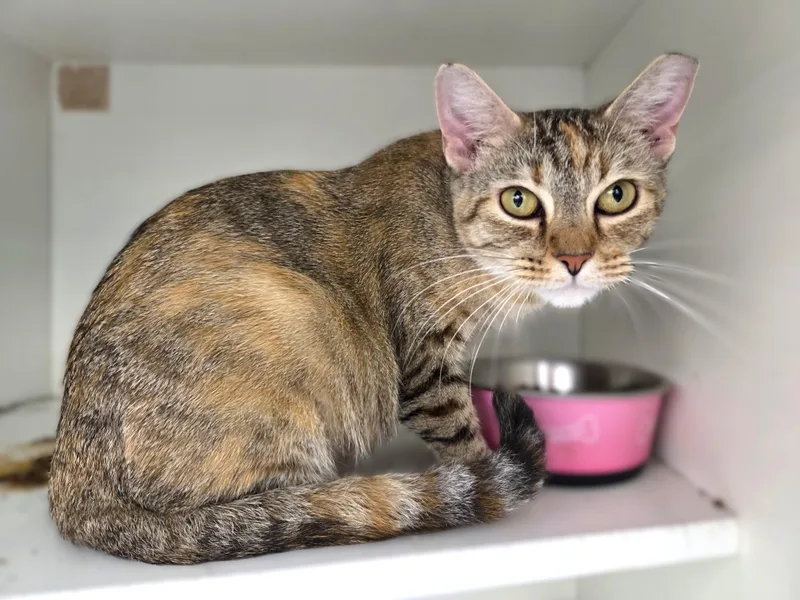 A young medium-sized female Torbie cat named June for adoption in New Albany, OH