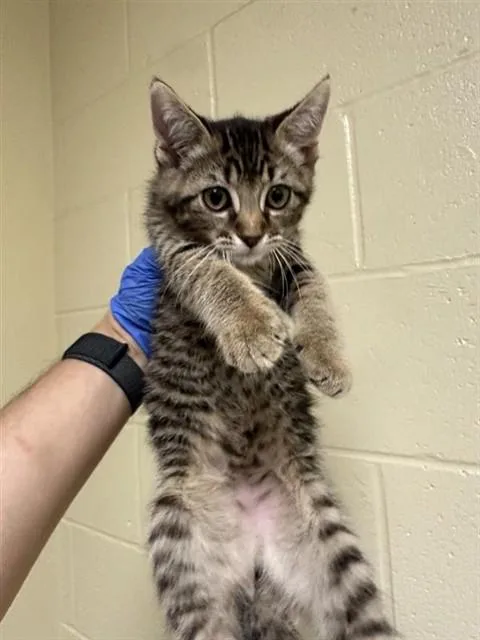 A baby small-sized female Domestic Short Hair cat named Lacey for adoption in Sacramento, CA