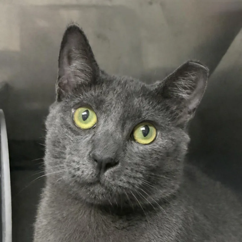 A baby medium-sized female Domestic Medium Hair cat named Elana for adoption in Brenham, TX