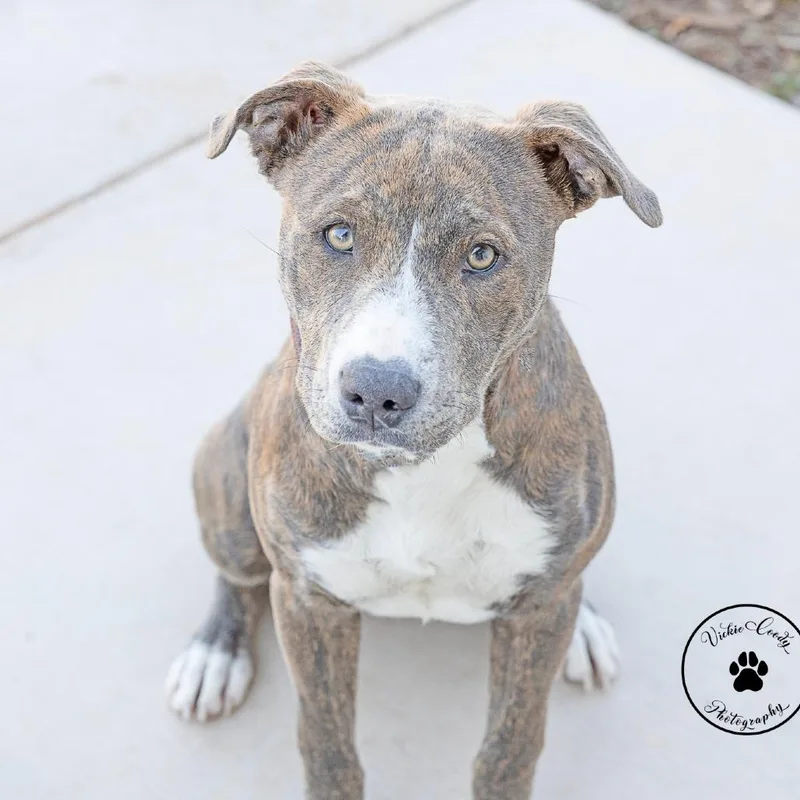 Majestic thumbnail 2