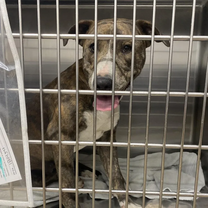 Majestic thumbnail 3