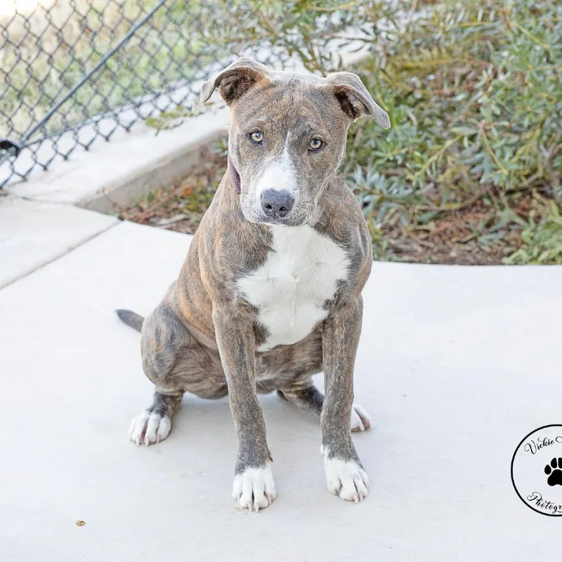 Majestic thumbnail 5