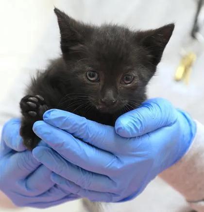 A baby small-sized male Domestic Short Hair cat named Cabbage Wizard for adoption in Westland, MI