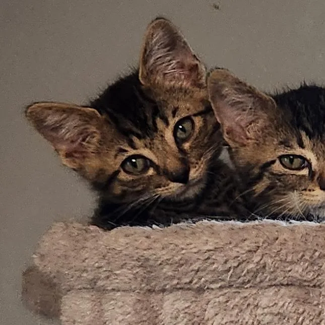 A baby small-sized male Brown / Chocolate Domestic Short Hair cat named Josephus Jon for adoption in Layton, UT