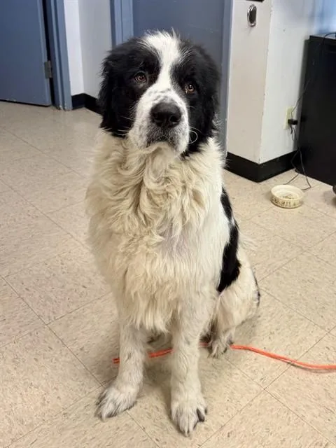 An adult extra large-sized male Newfoundland Dog dog named Max for adoption in Olathe, KS