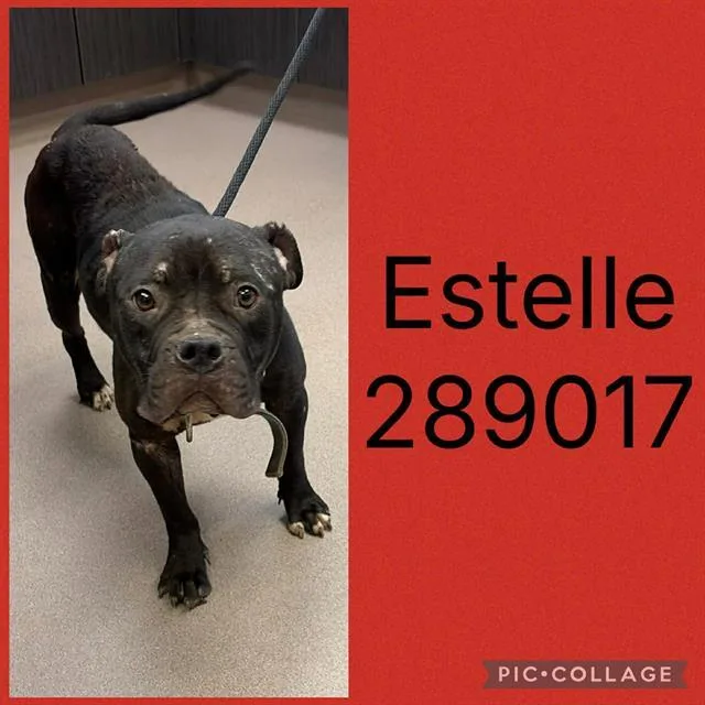 A young medium-sized female American Bulldog dog named Estelle for adoption in Macon, GA