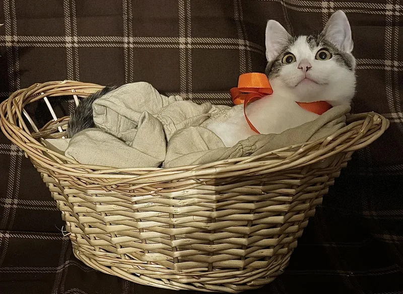 A young medium-sized male White Domestic Short Hair cat named Cookie for adoption in Manhattan, KS