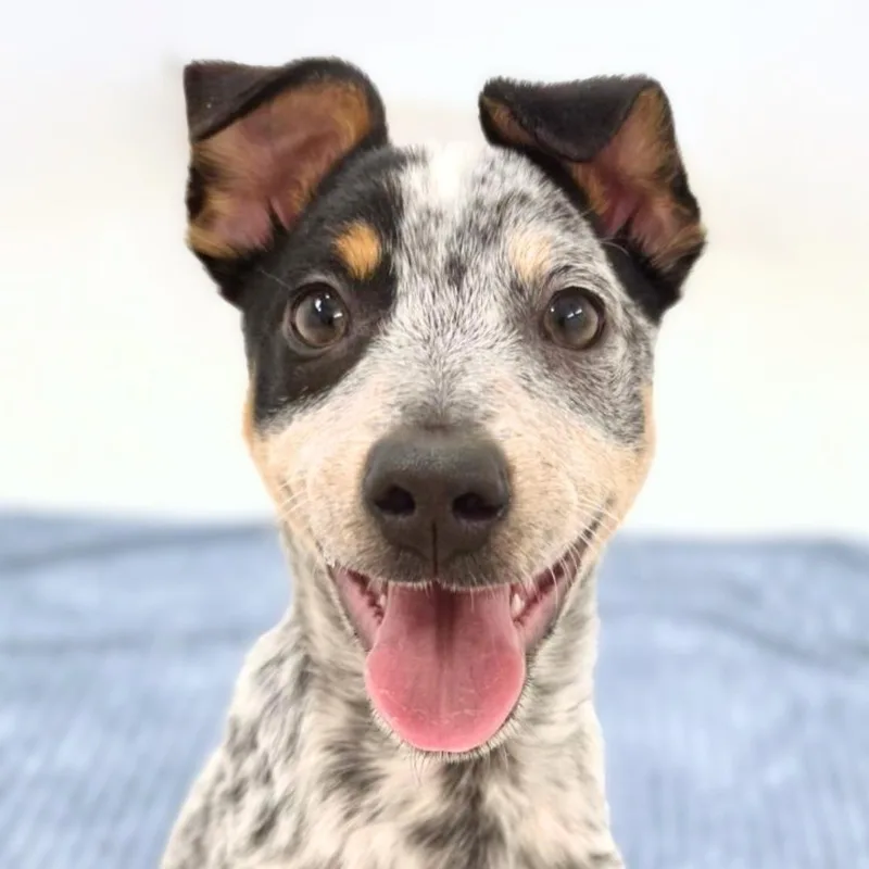 A baby medium-sized male Merle (Blue) Cattle Dog dog named Sonoran for adoption in Scottsdale, AZ